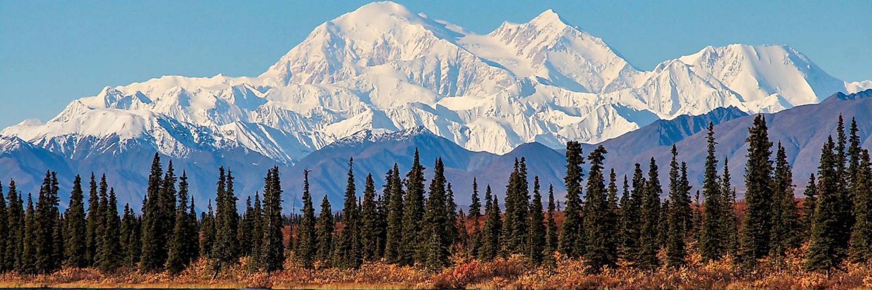 Alaskan Bear