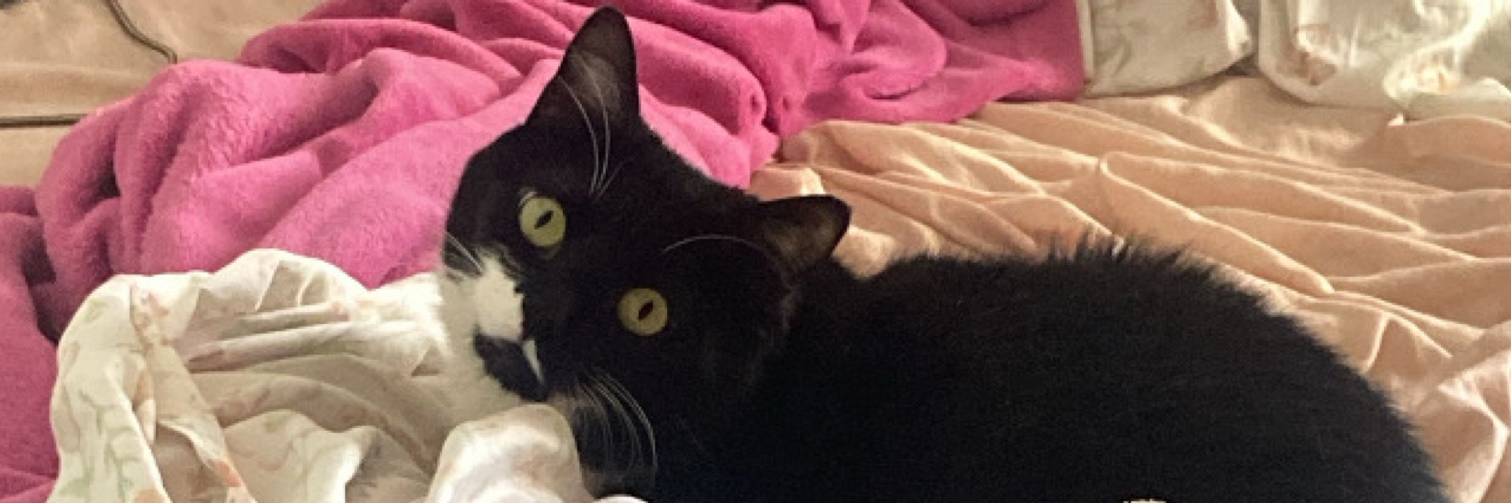 helo gatinha