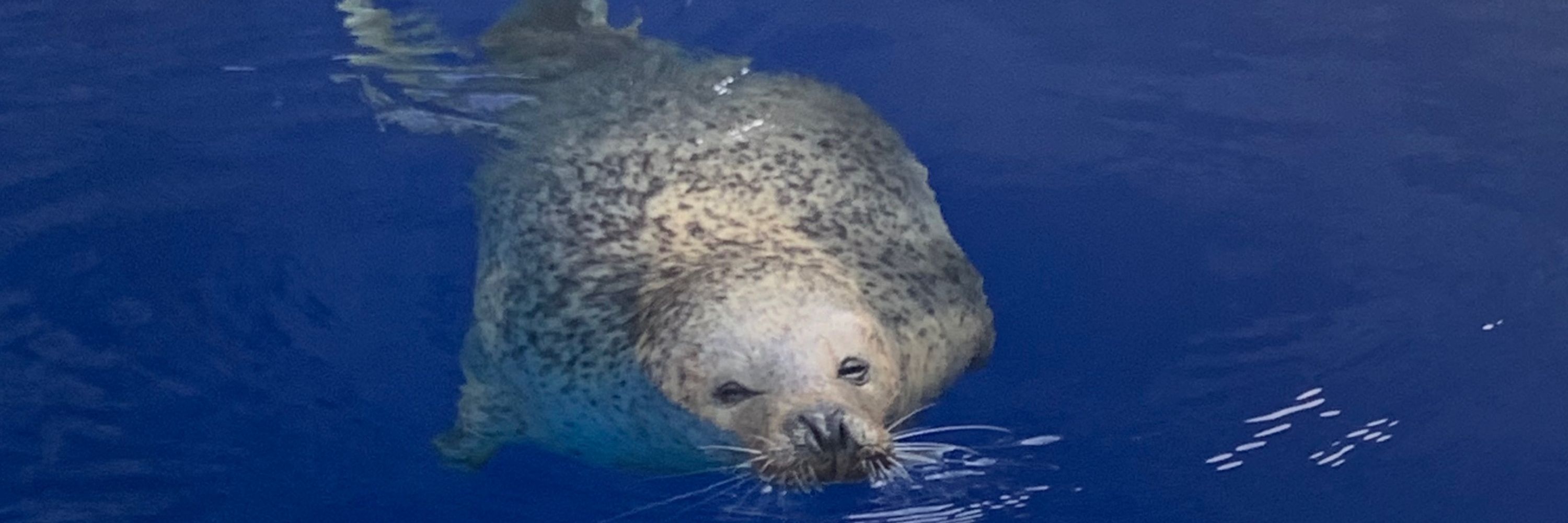 ちっぷちぷ