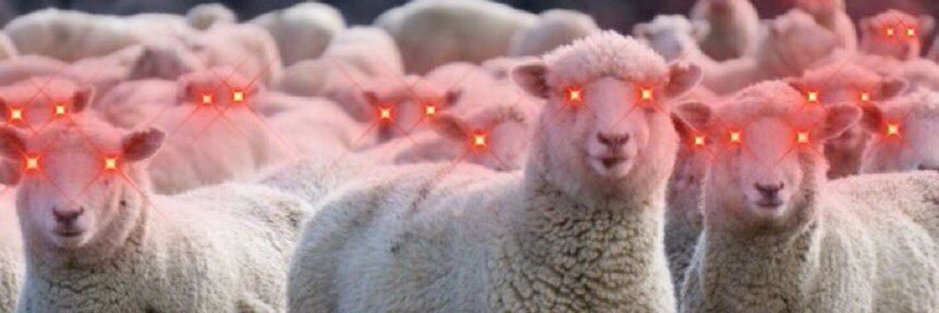 Xander Sheep