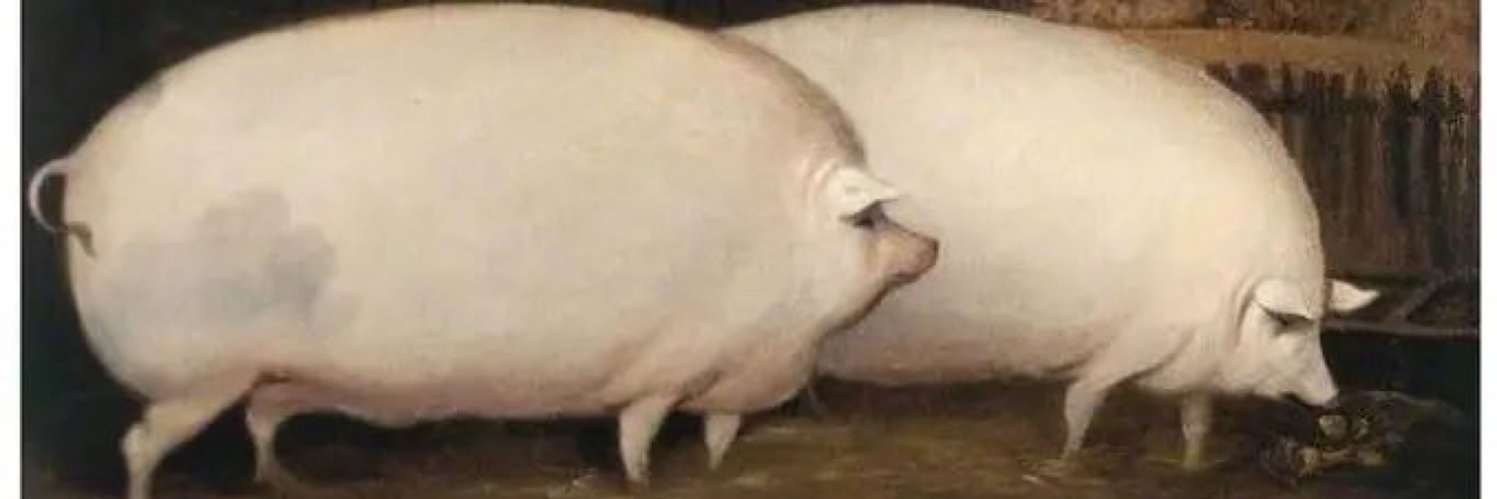 pondoleezza spice