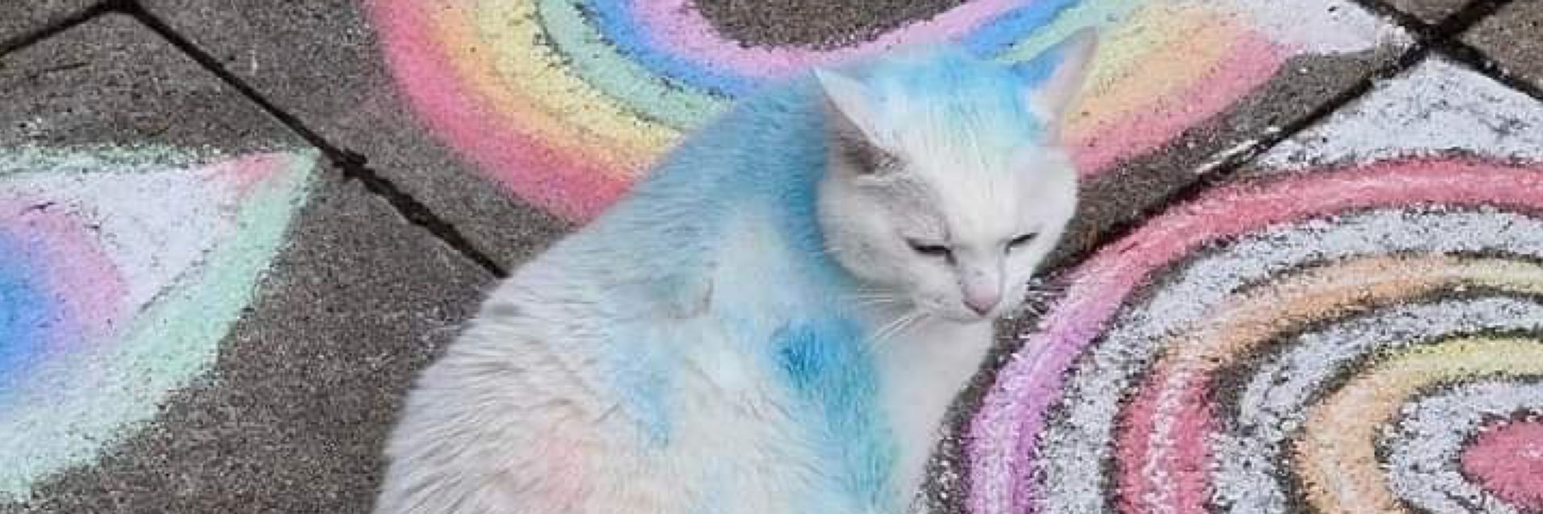 leo 🌈
