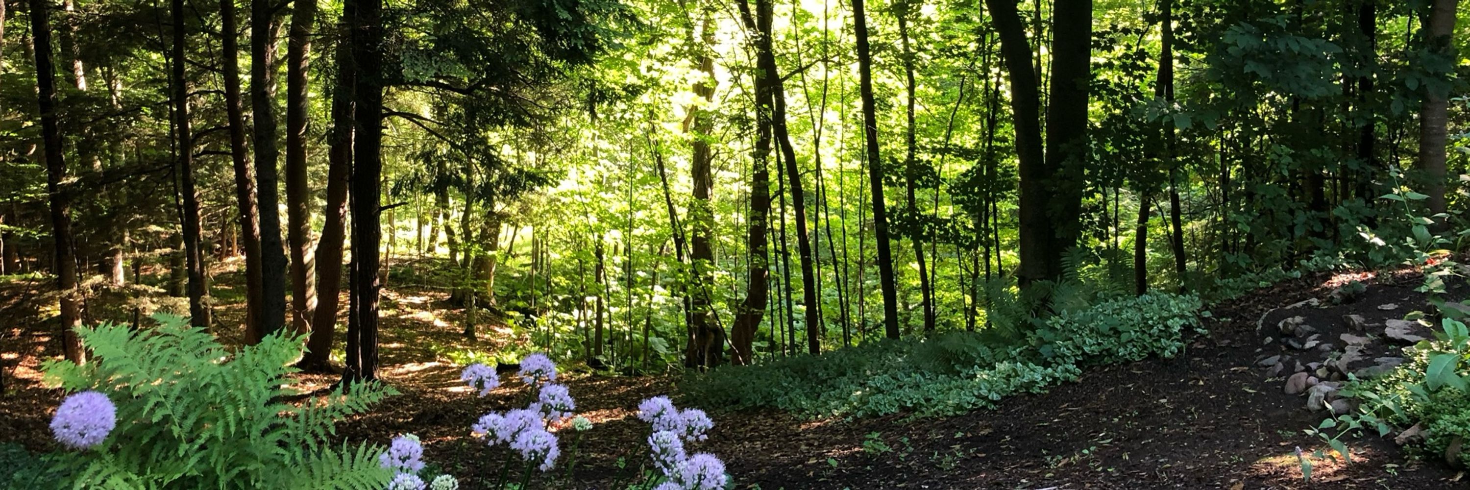 LongLeaf Forest Bathing
