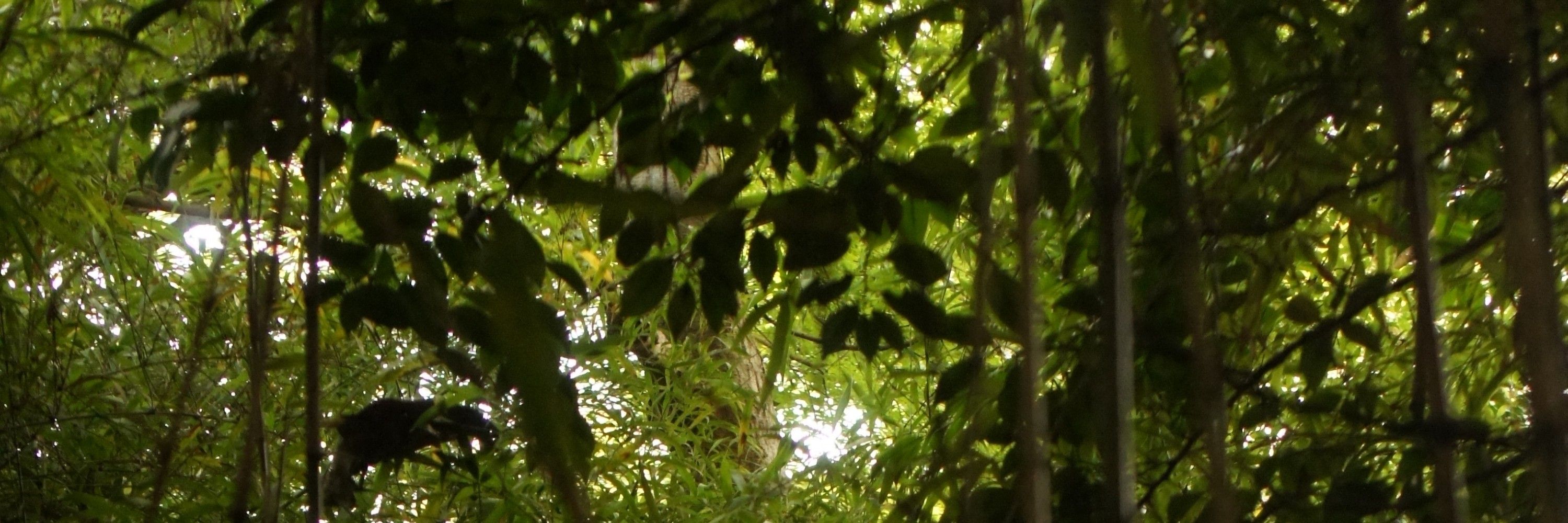 uriha