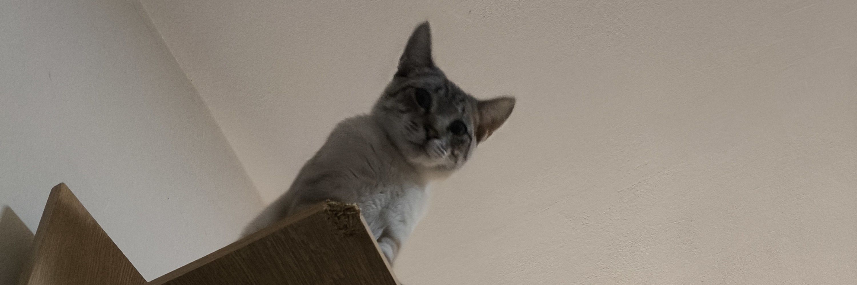 Álex