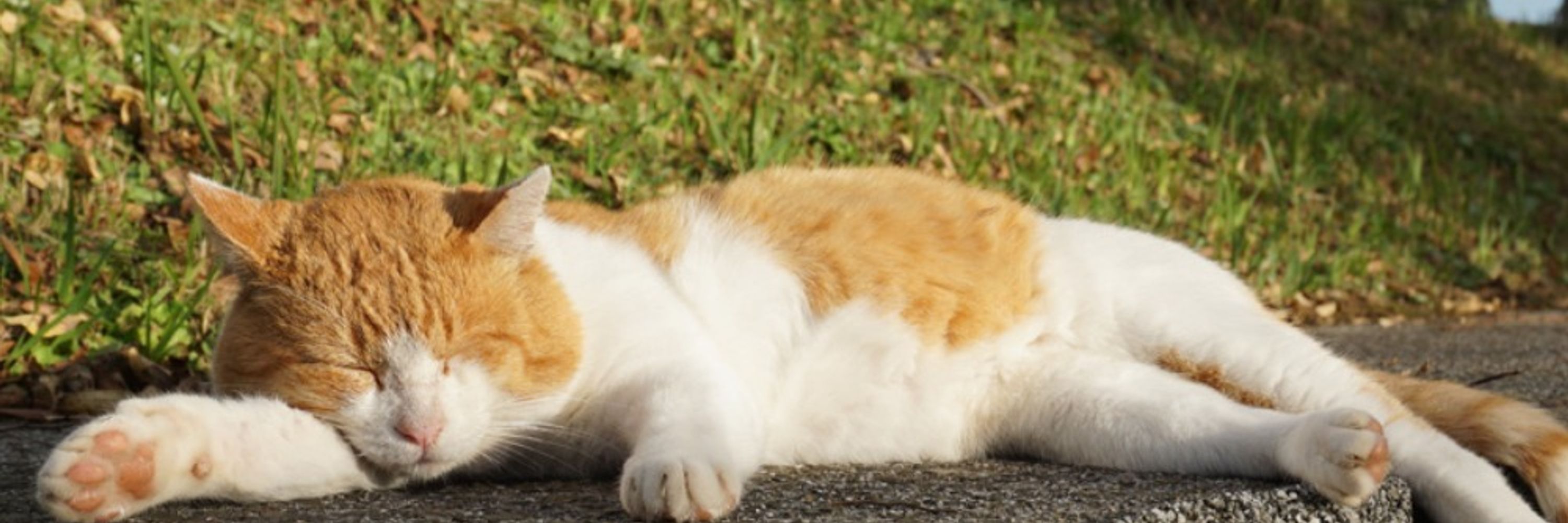 猫養毅
