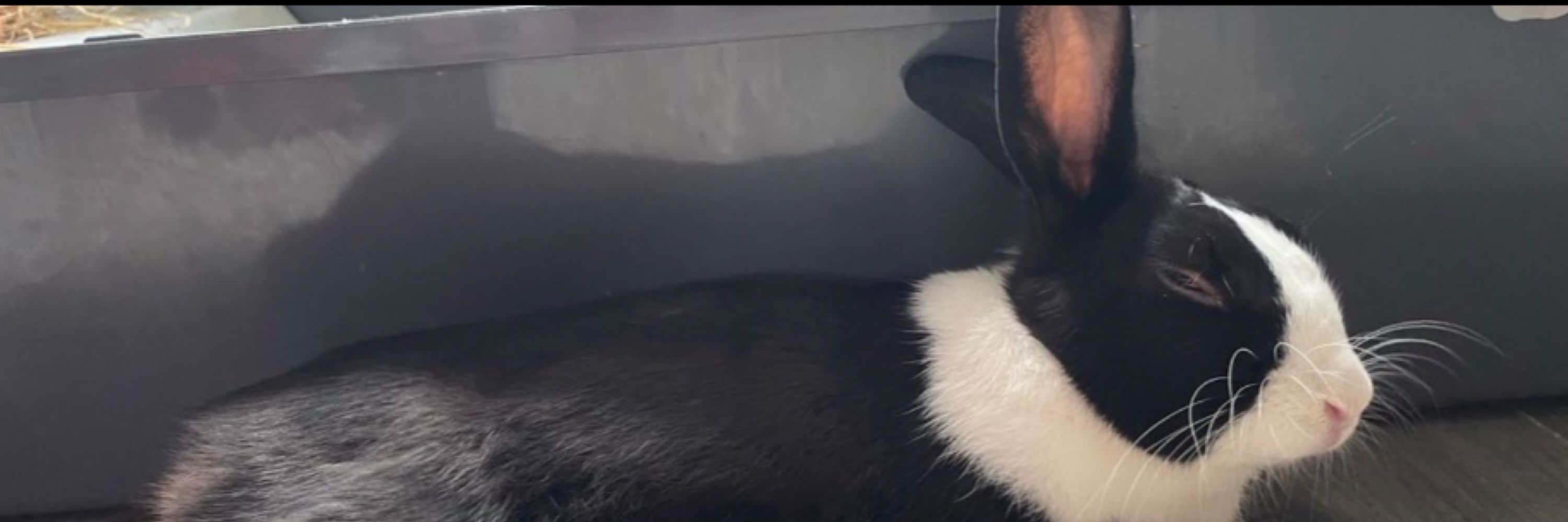 Carrot cottage rabbit rescue