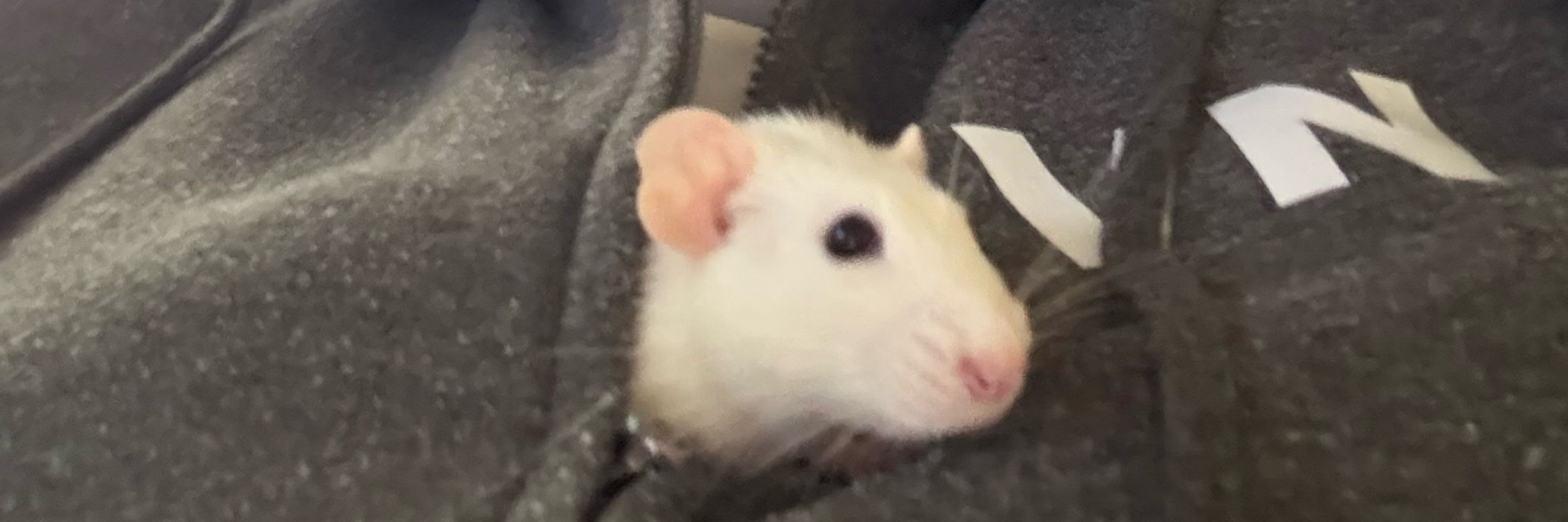 Brad