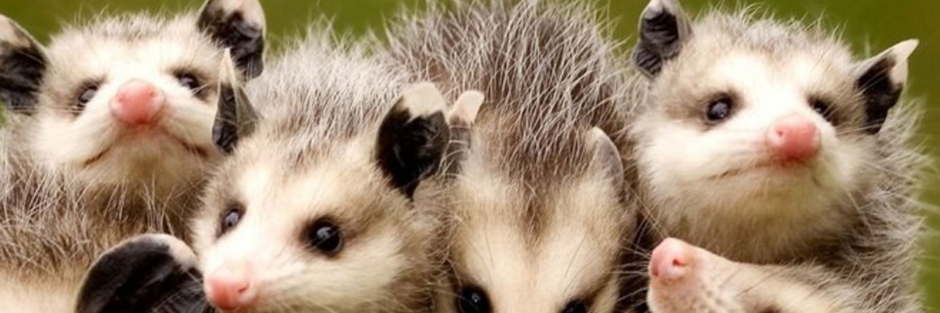 EDTECH POSSUM