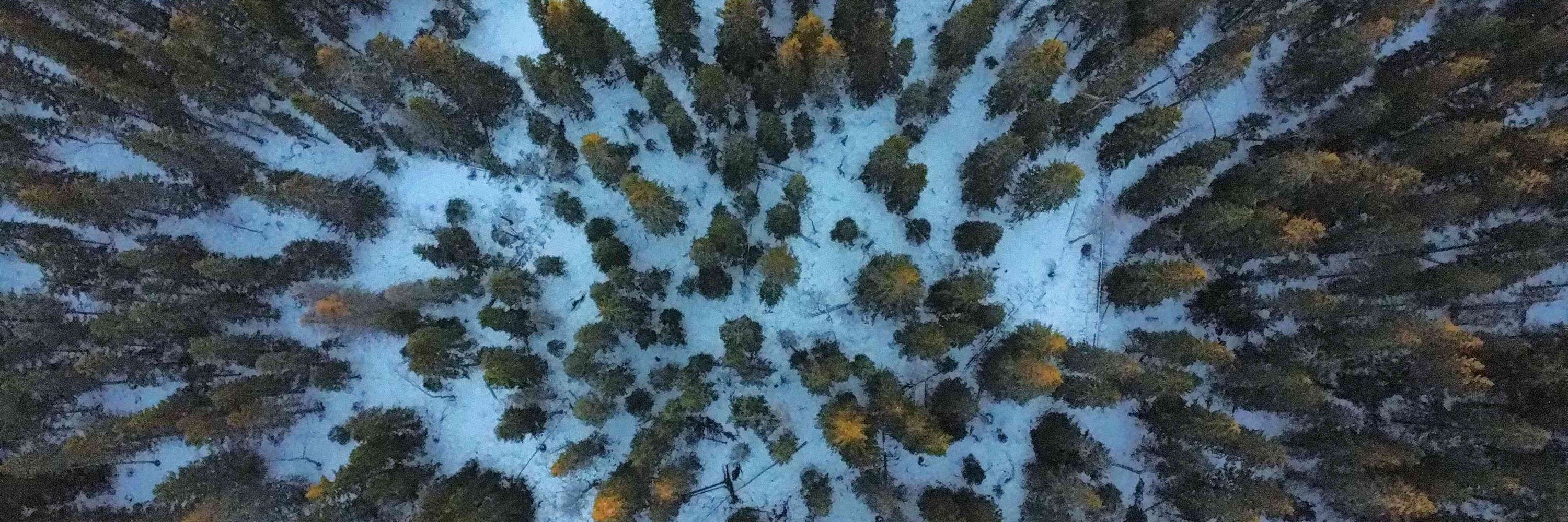 Skydda Skogen | Protect the Forest Sweden
