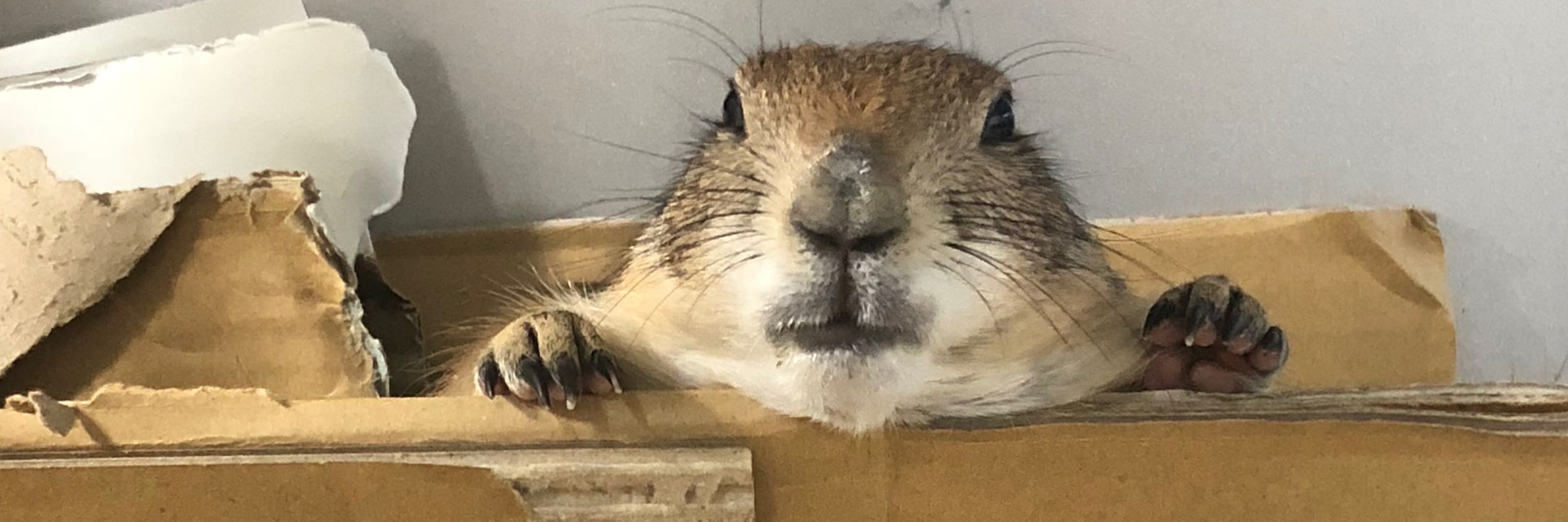 おっきゅん