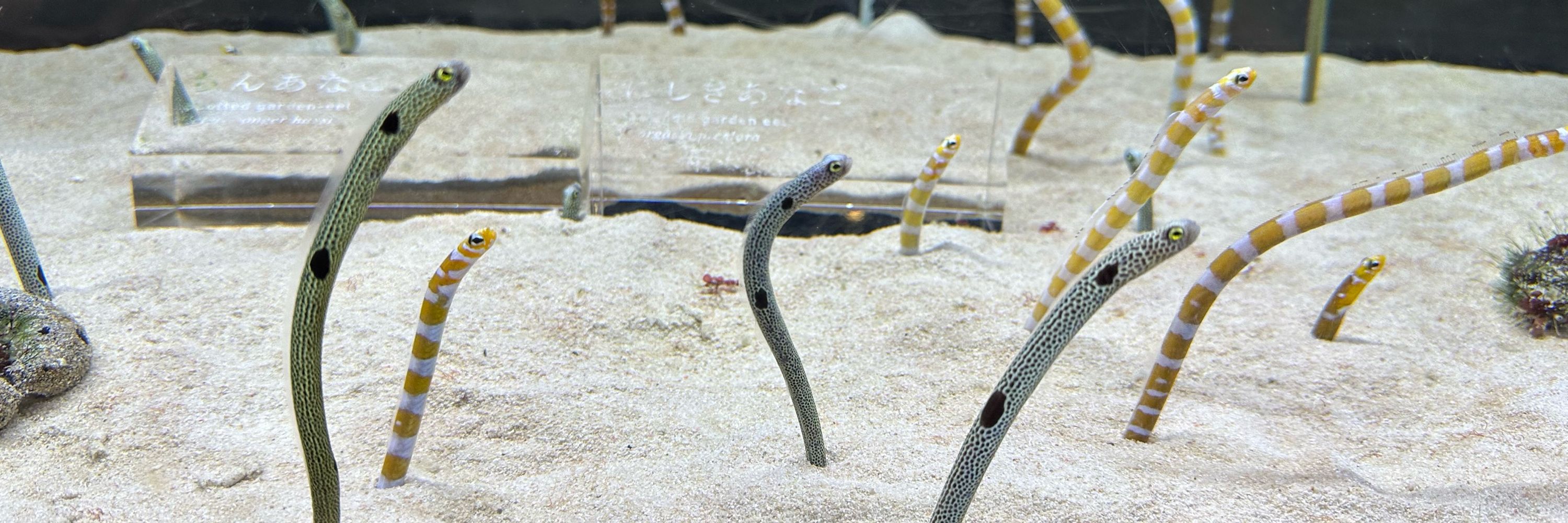 白鷺