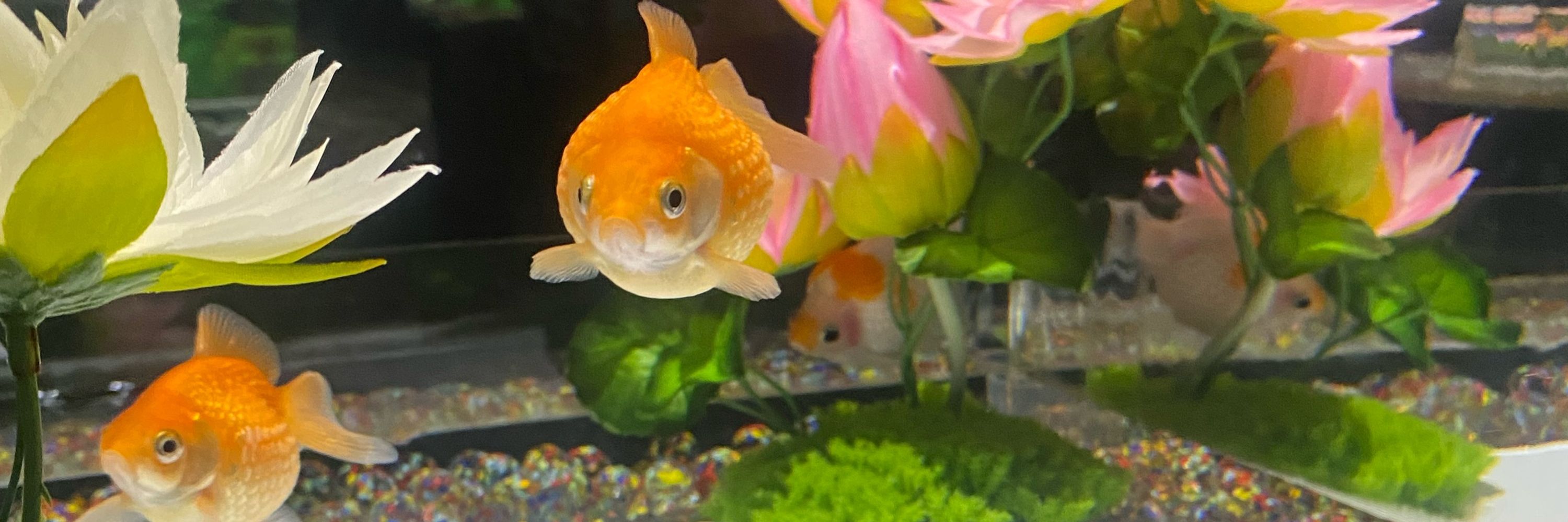 しげざね
