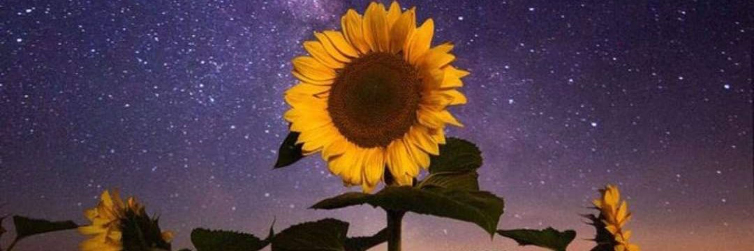 🪬𝕻𝖊𝖑𝖎𝖇𝖗𝖚𝖏𝖆𝕯𝖊𝕷𝖔𝖘𝕲𝖎𝖗𝖆𝖘𝖔𝖑𝖊𝖘🌻
