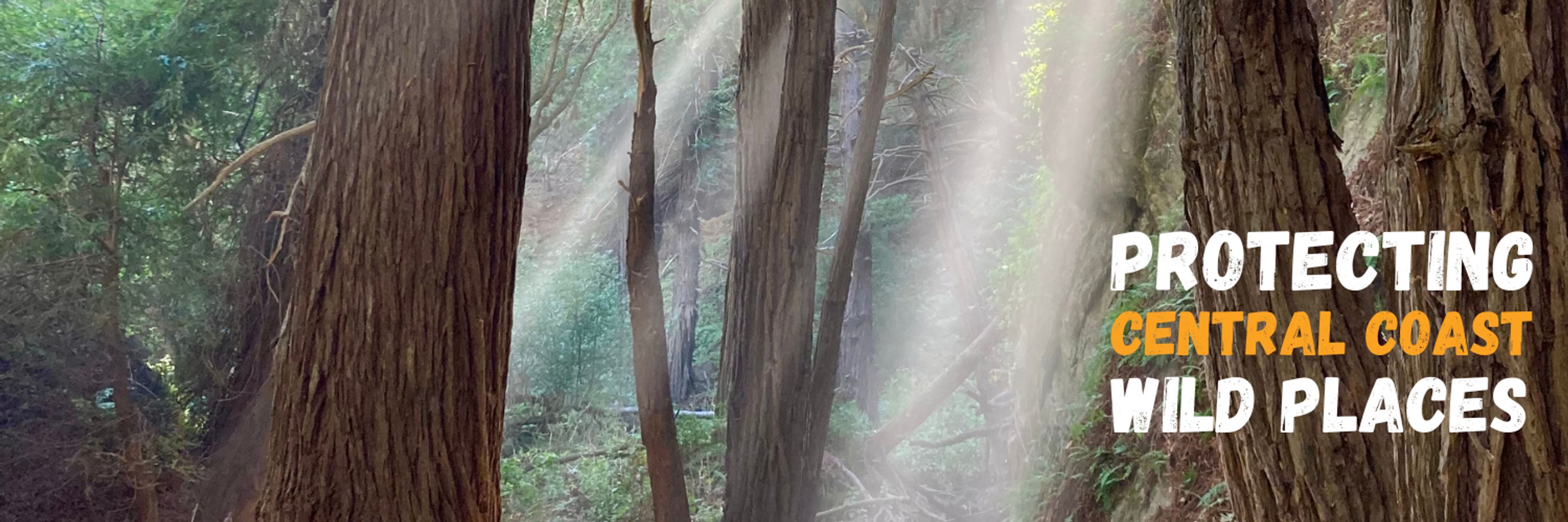 Los Padres ForestWatch