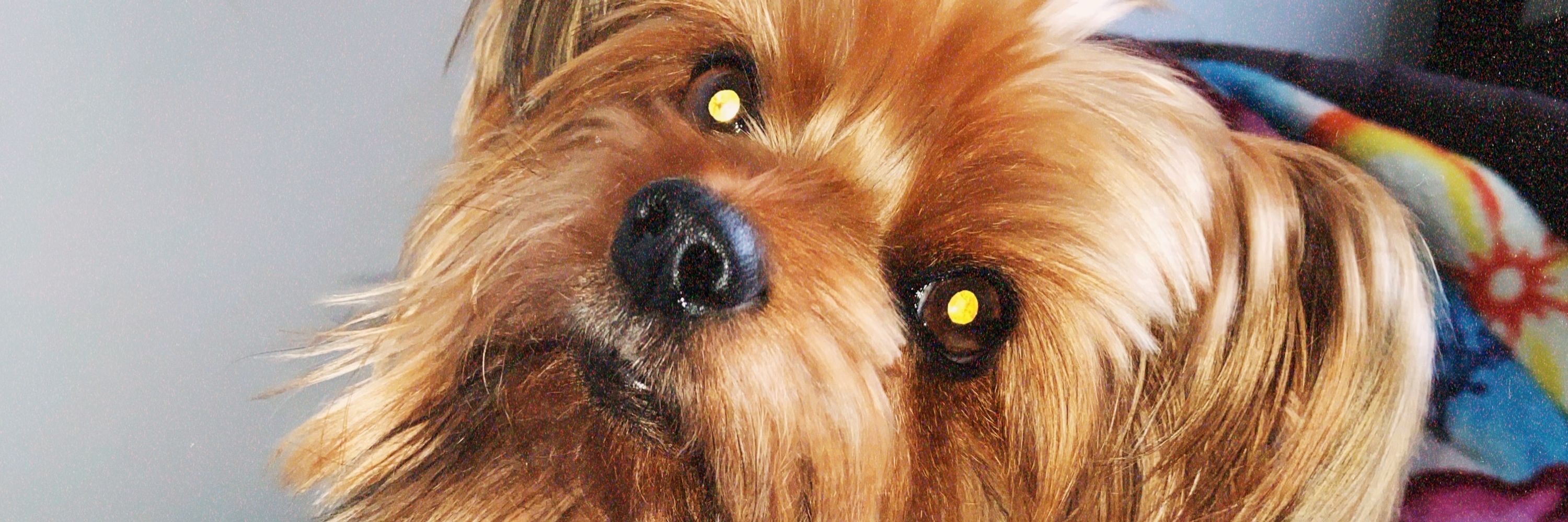 pâmela 