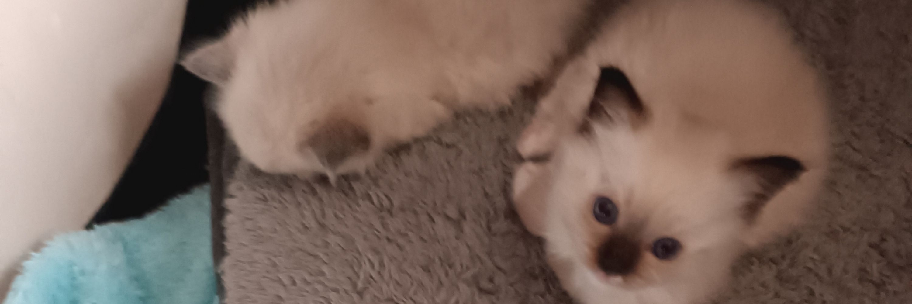 Paolo Le Chat
