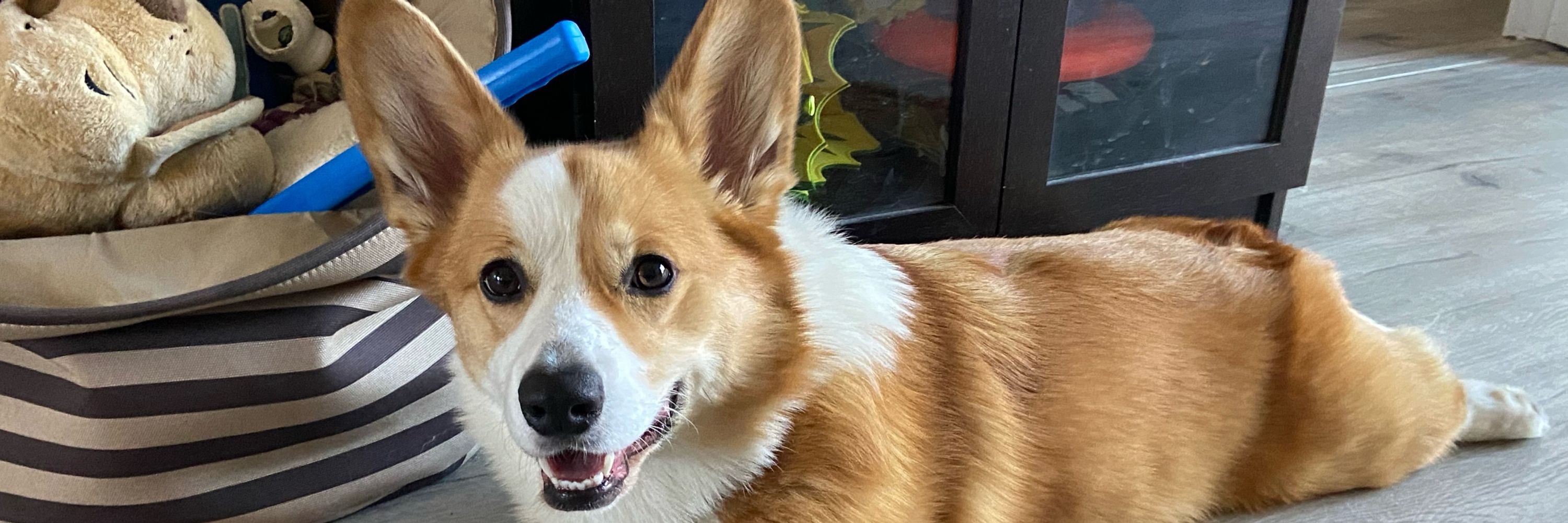 Isadore the Corg