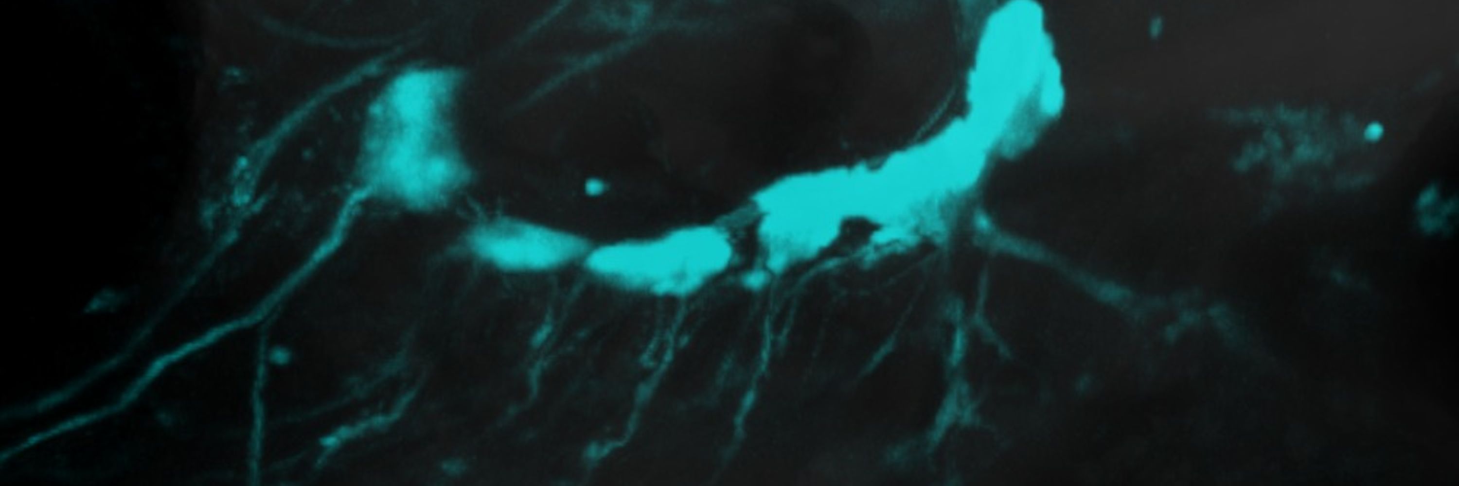 Luis Hernandez-Nunez, PhD