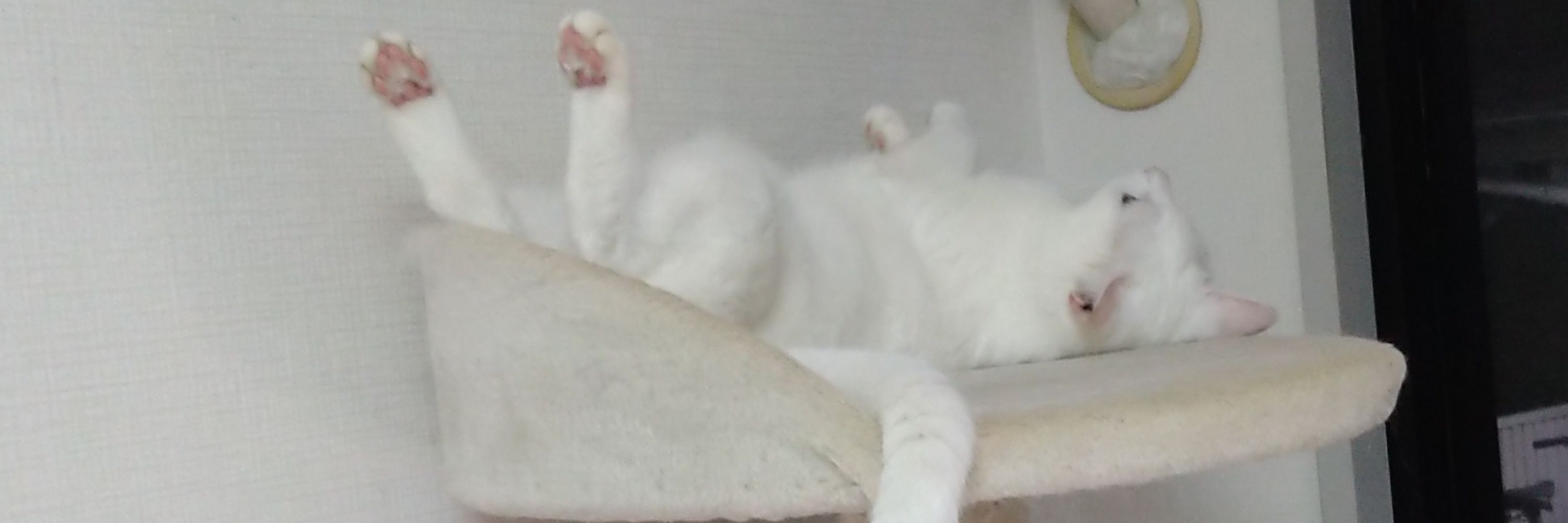 Ocome-cat