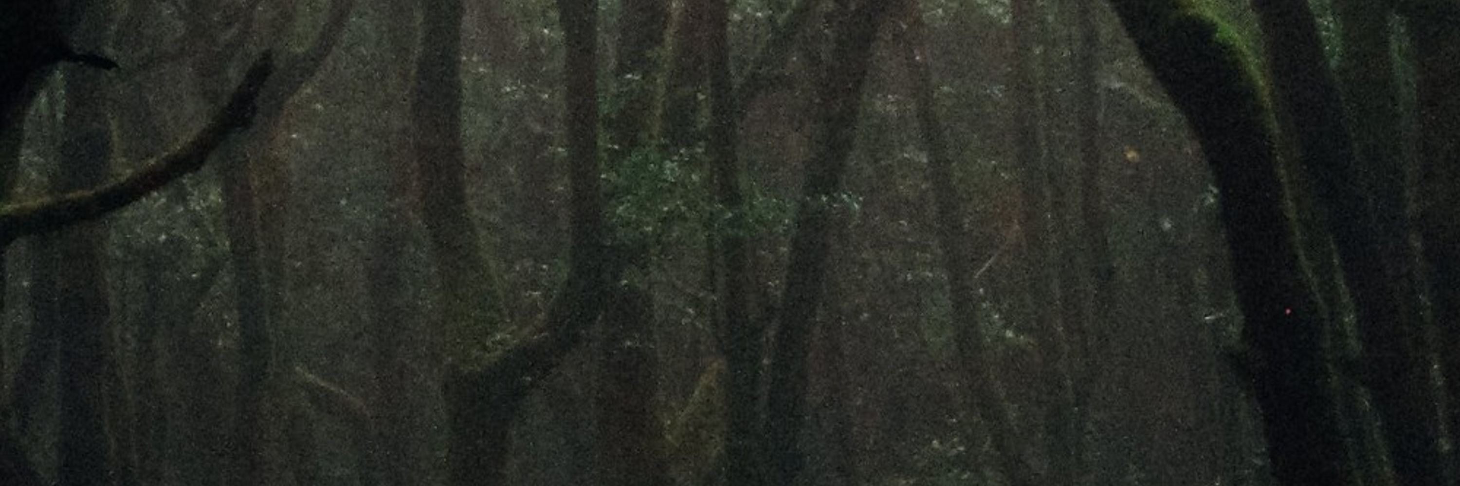 Backwoods Obscura Podcast