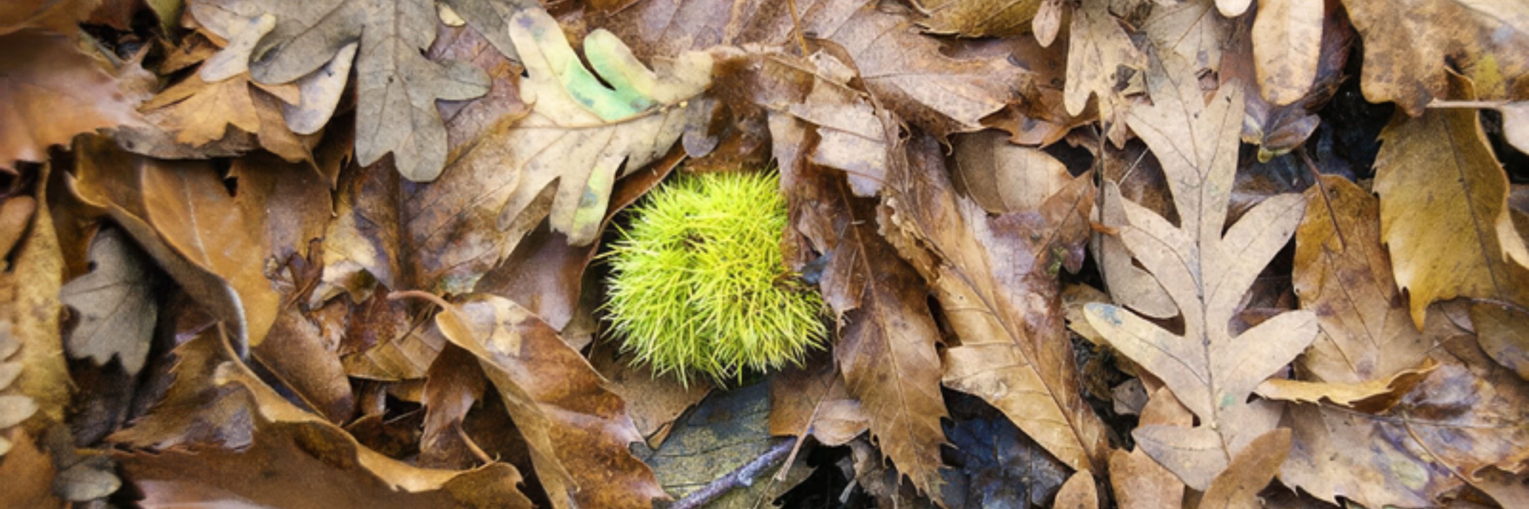 Fotografia de naturaleza