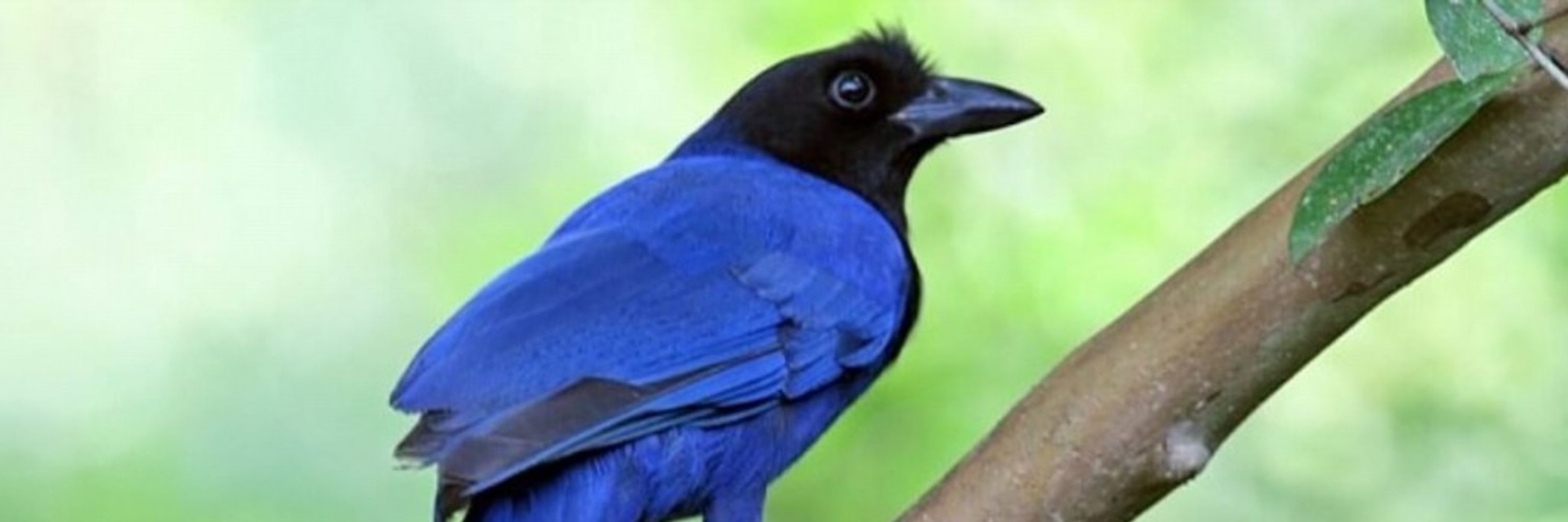 Dr. Bluebird