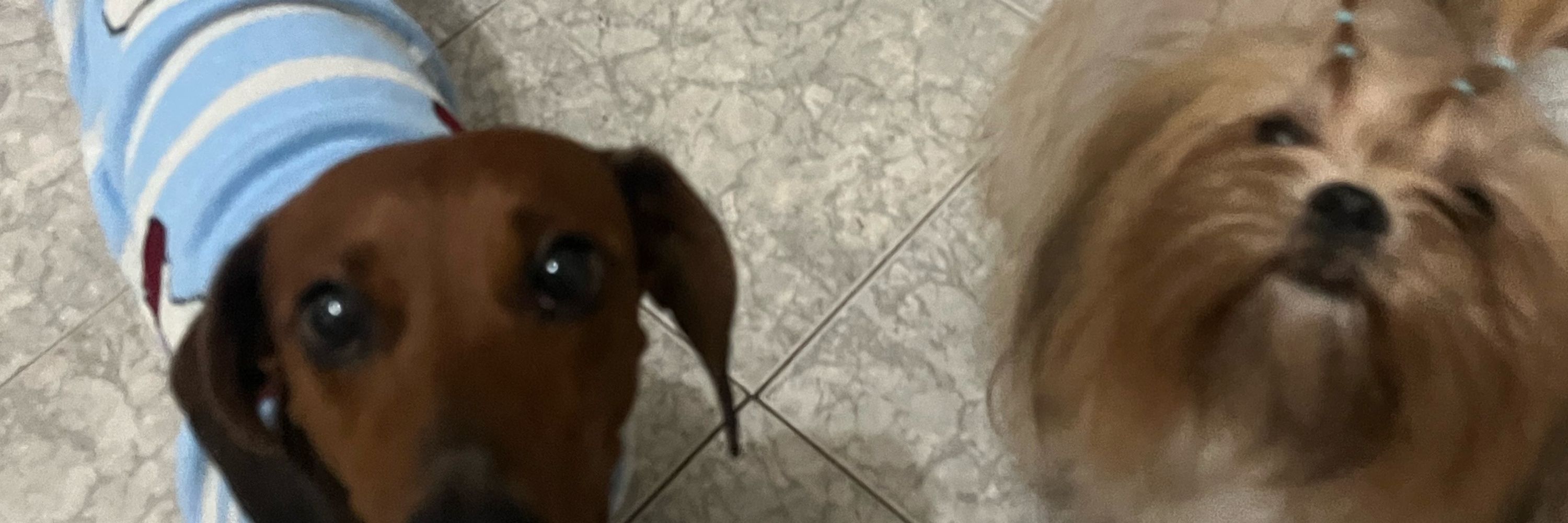 gigi