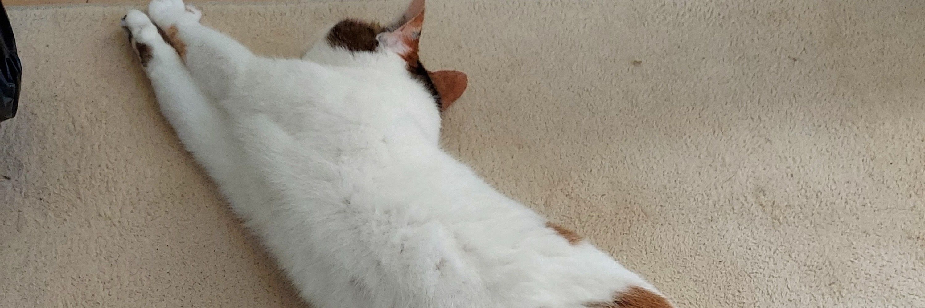 甘竹