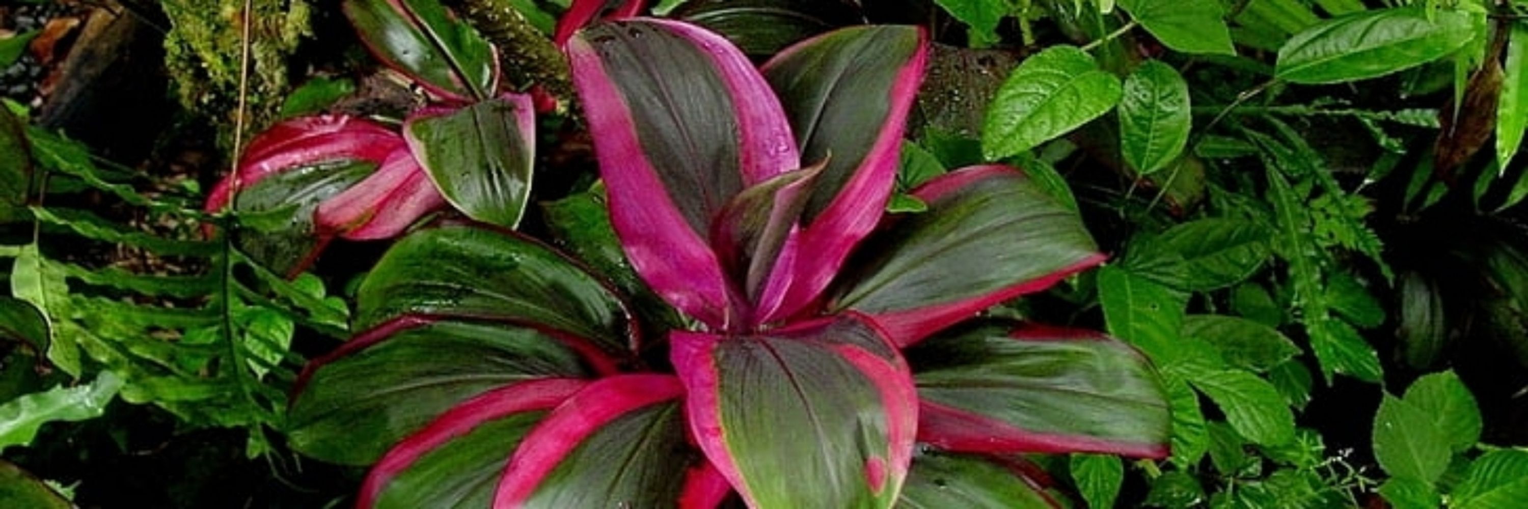 Botanical Digest