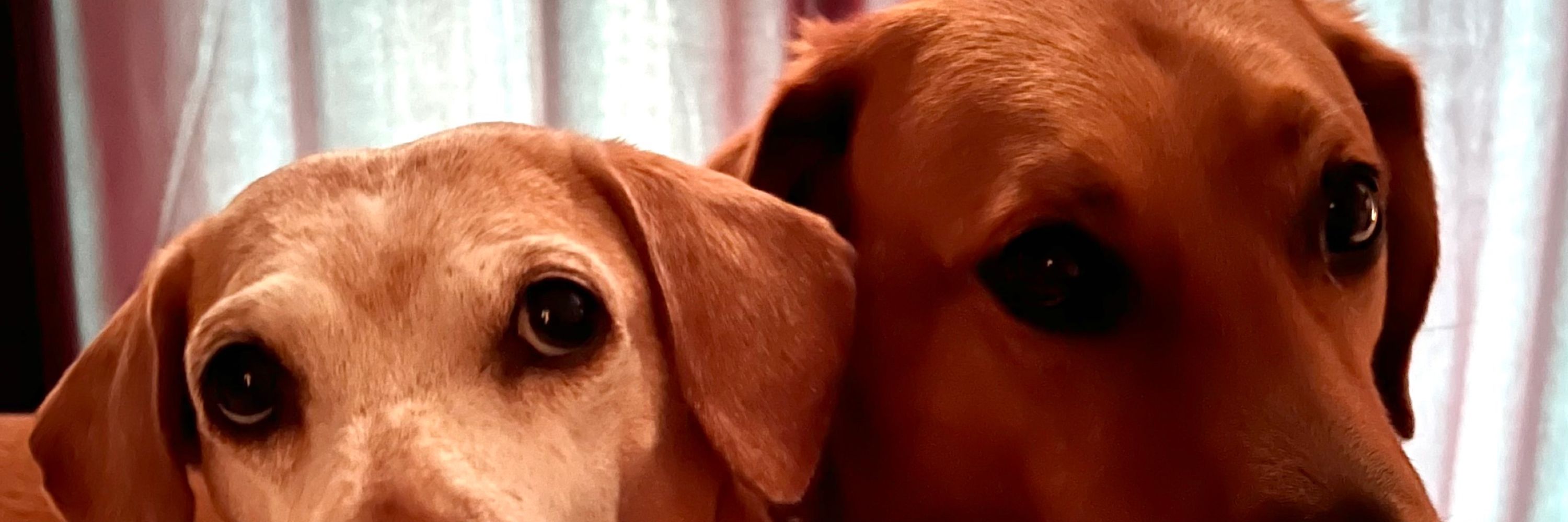 Sonya MotherOfDogs