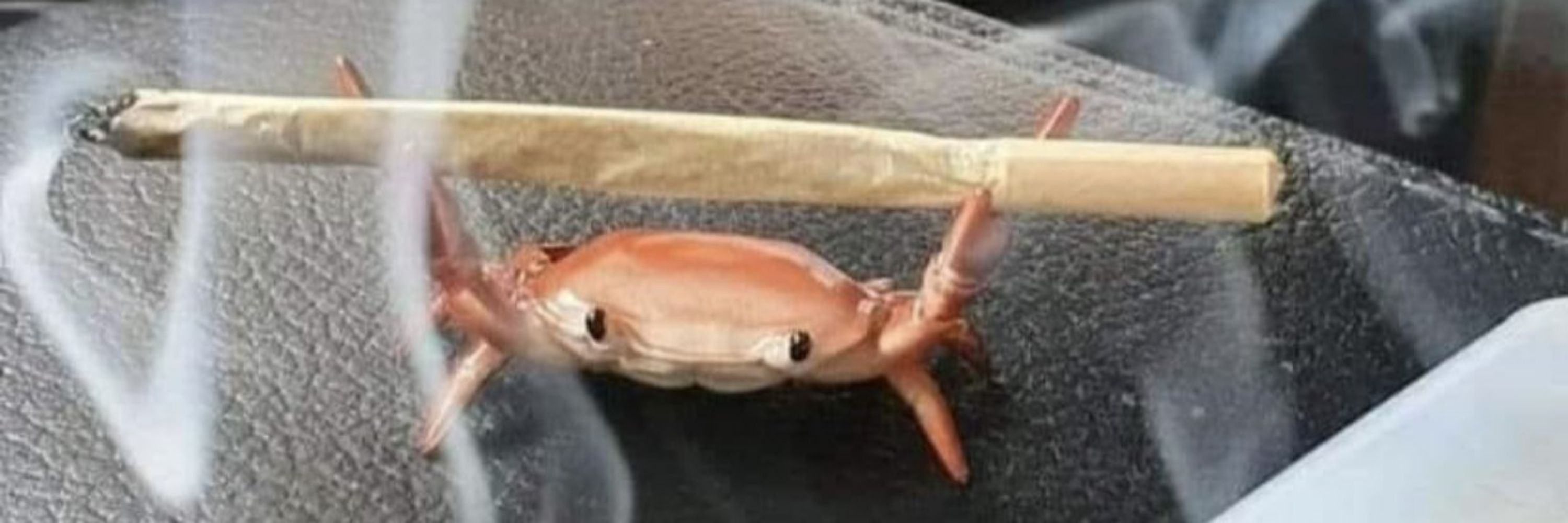 cigarros yanking 