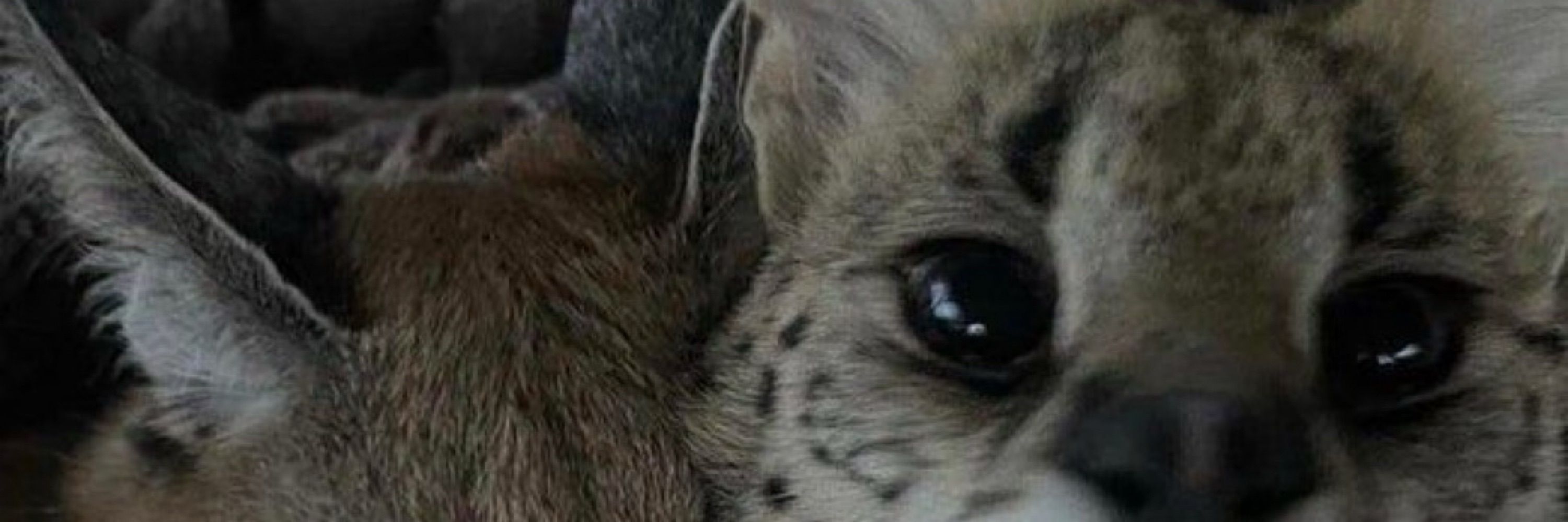 Lumi The Serval