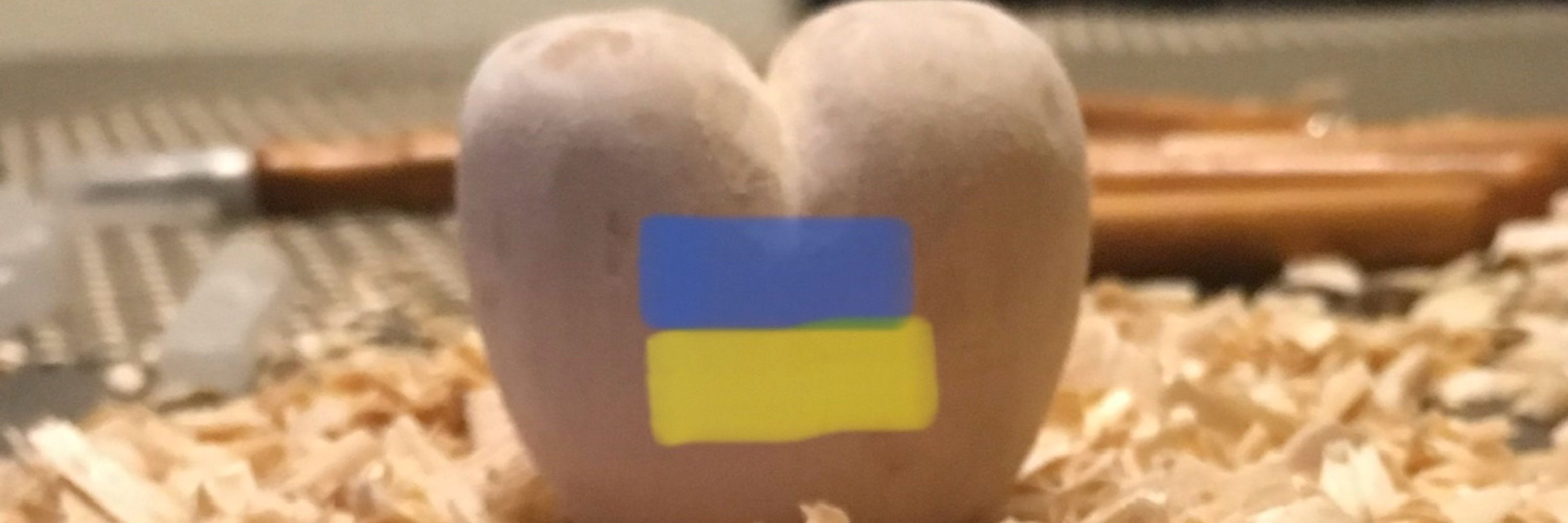 BFella