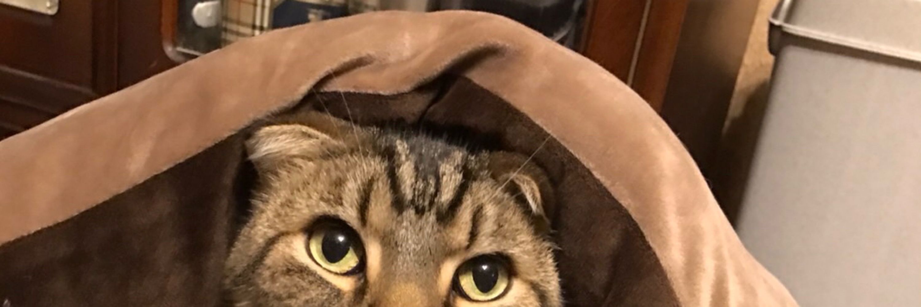 秋葉そら