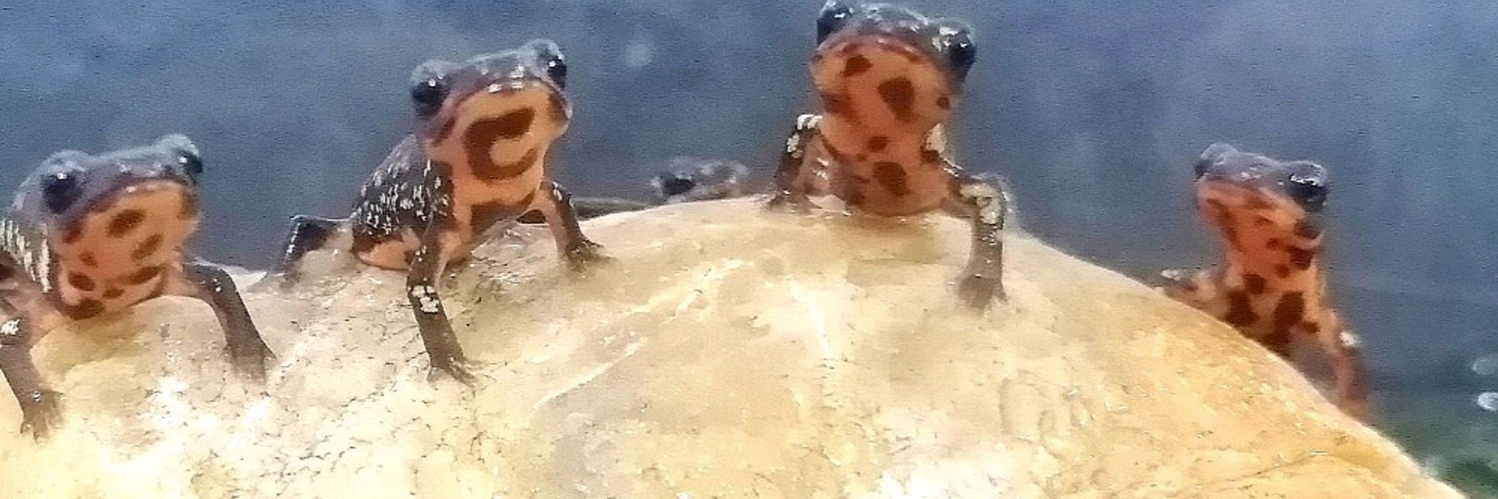 ココロ
