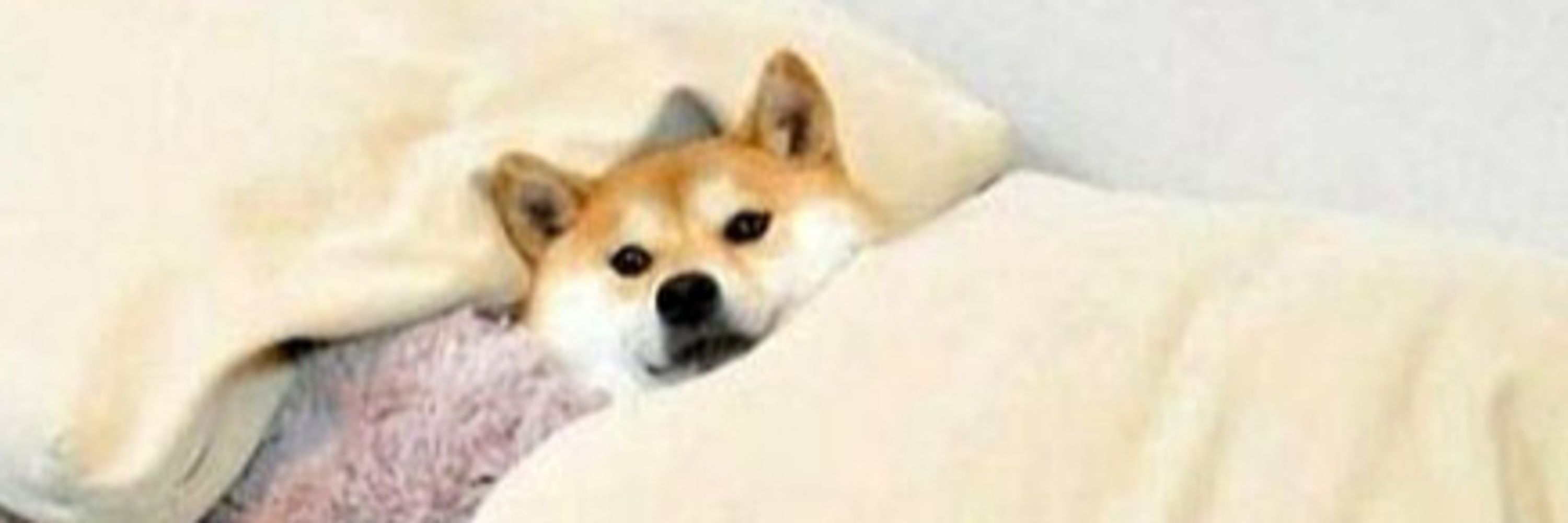 흑흑이