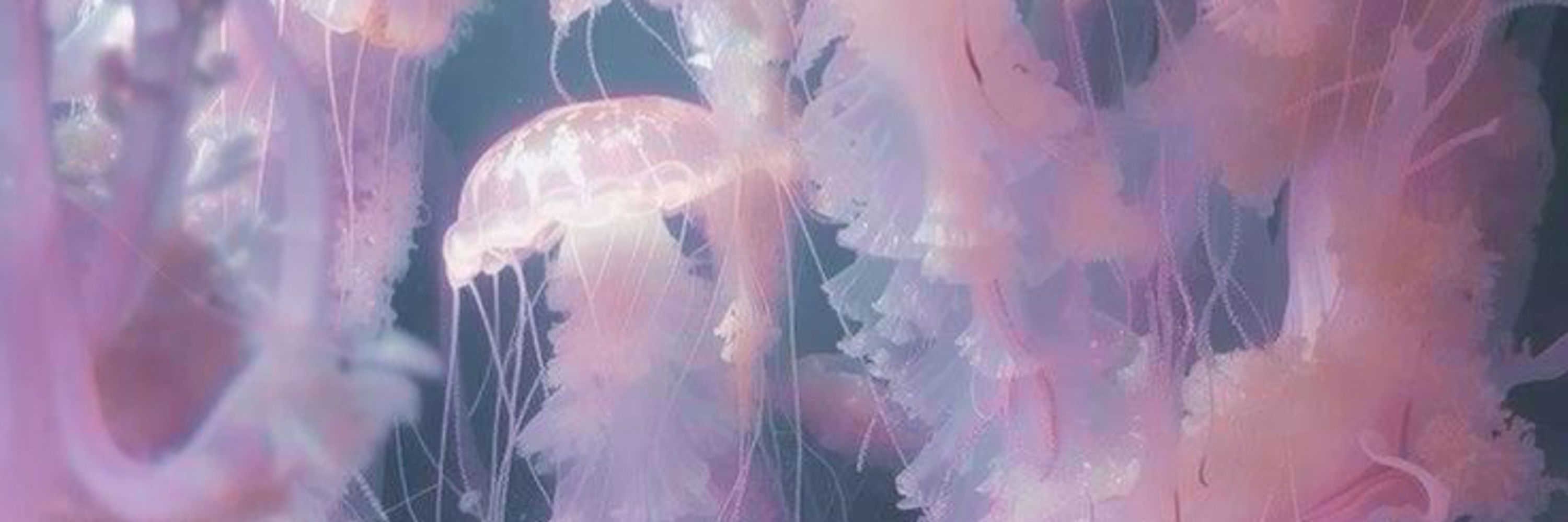 𝑮𝒉𝒐𝒔𝒕