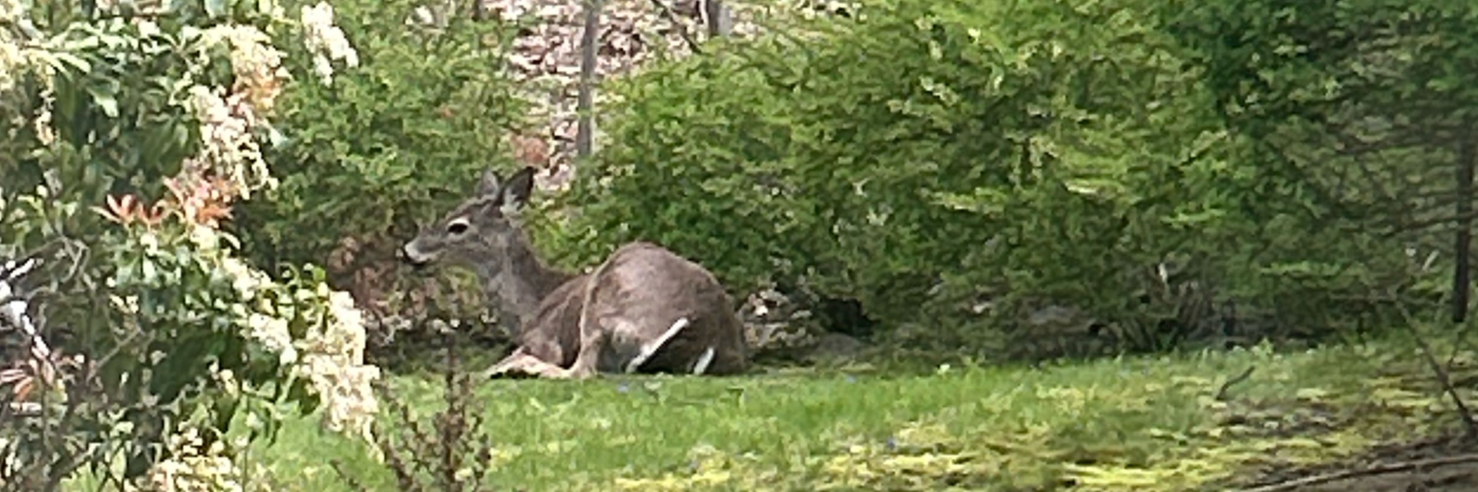 Just a deer who needs to sit down sometimes
