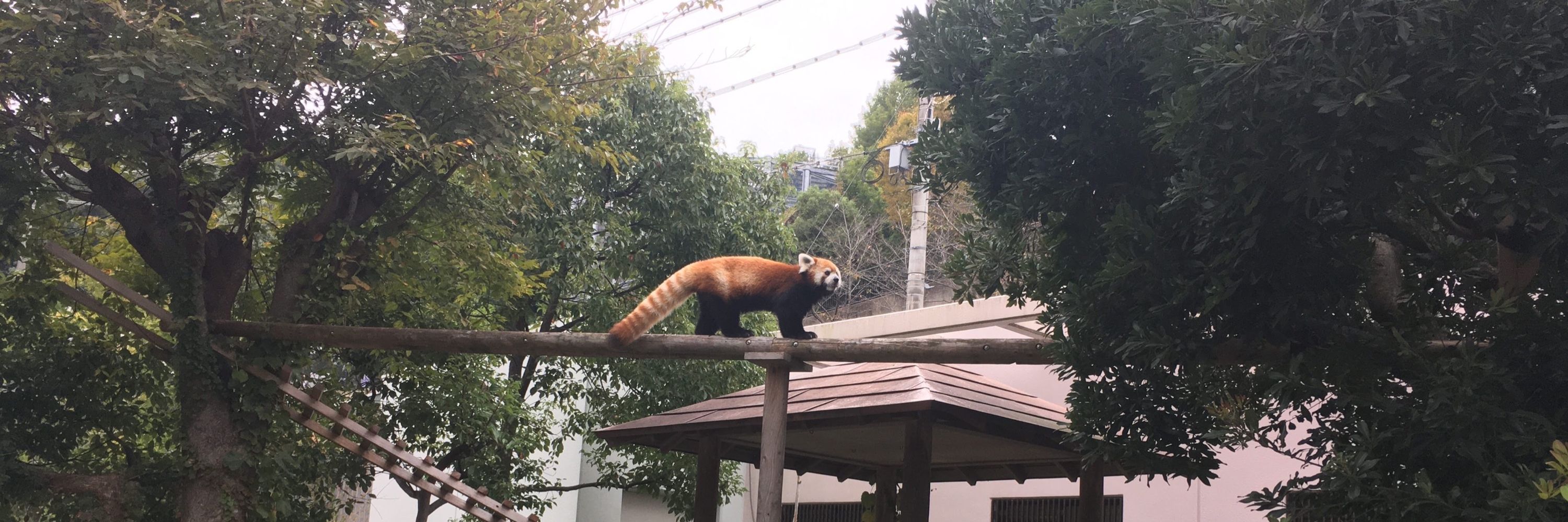 モモショーコ
