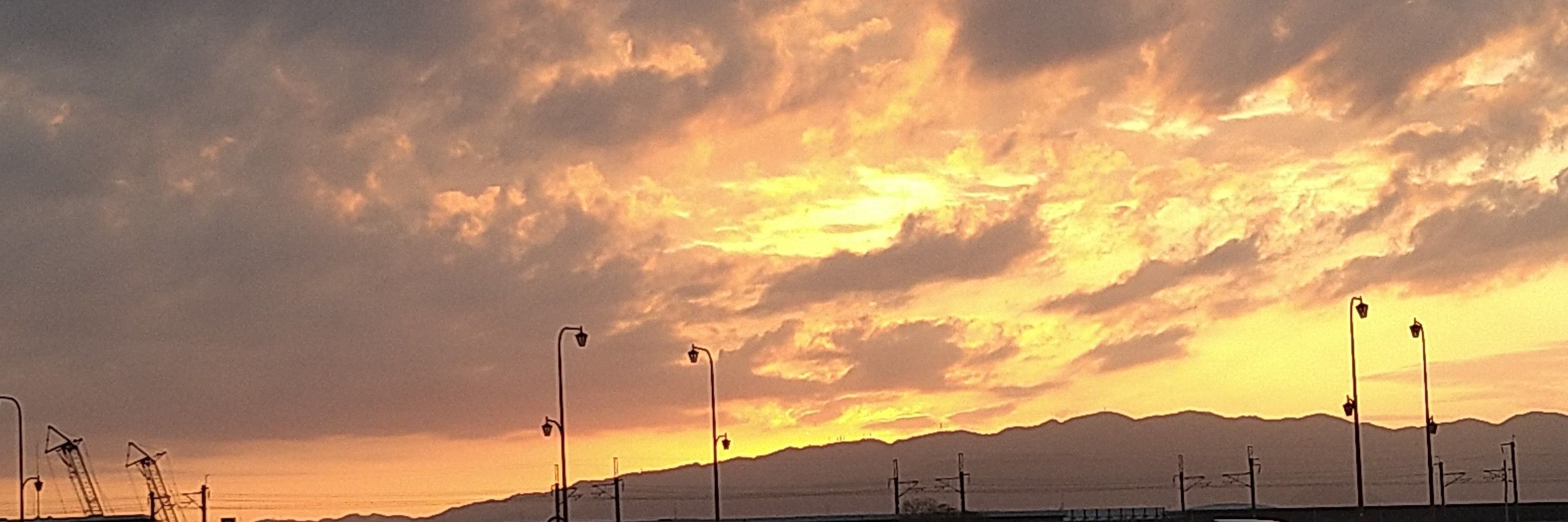 茶トラのきなこ_OW