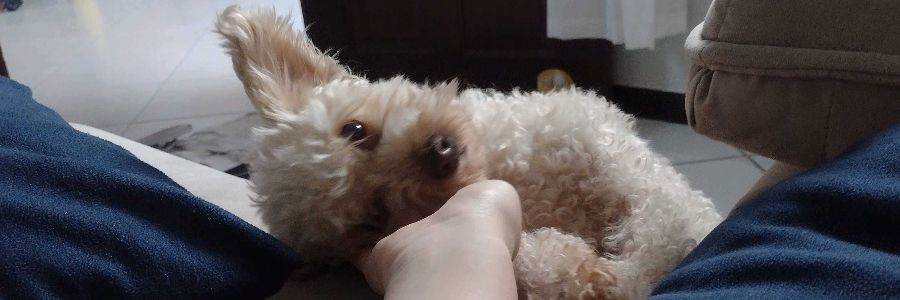 carollaa