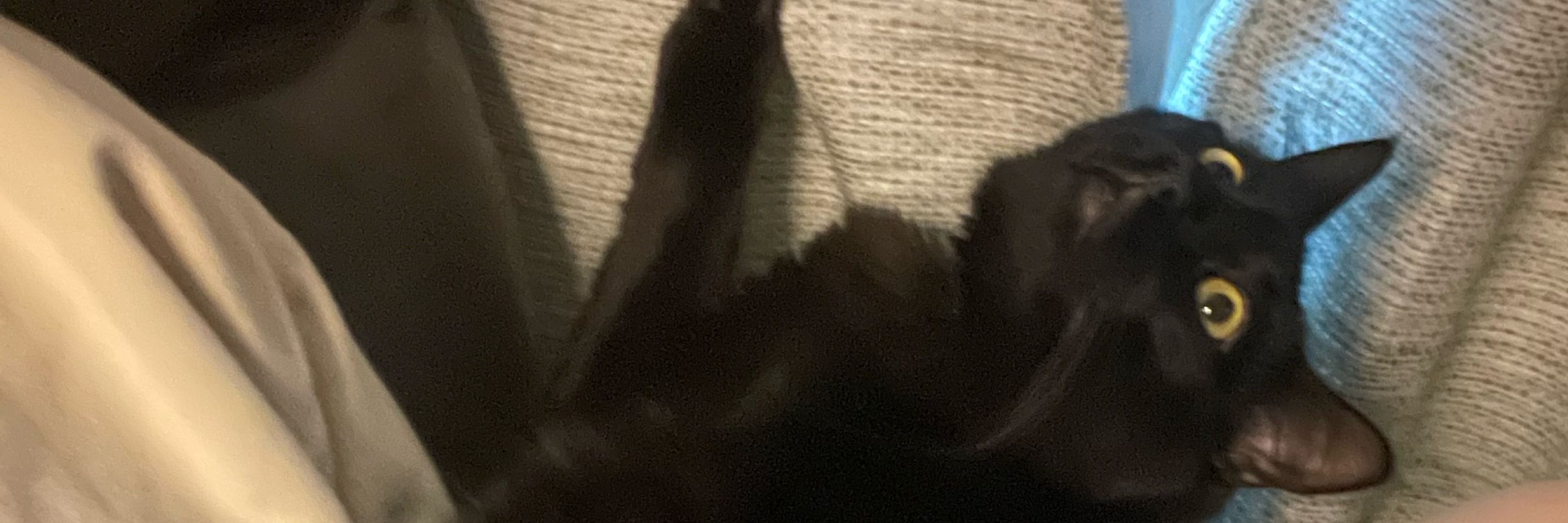 Eilidh🌙🖤