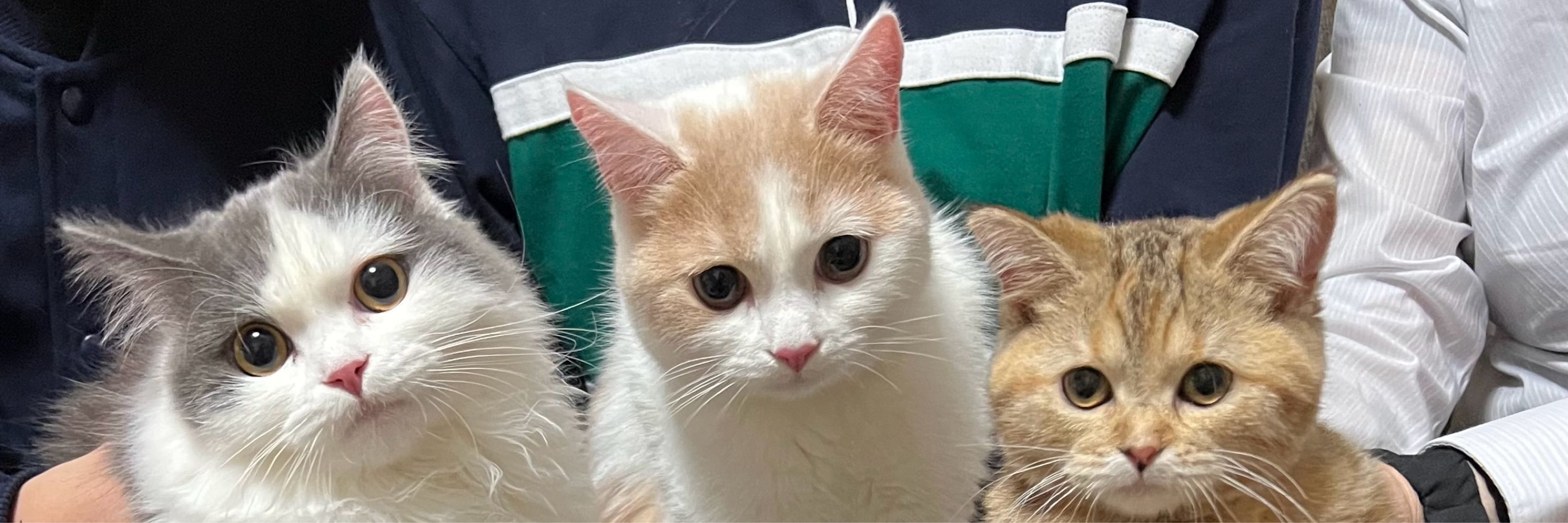 チャイ😸ラテ😺モカ🐈ココ🐶メメ🐶