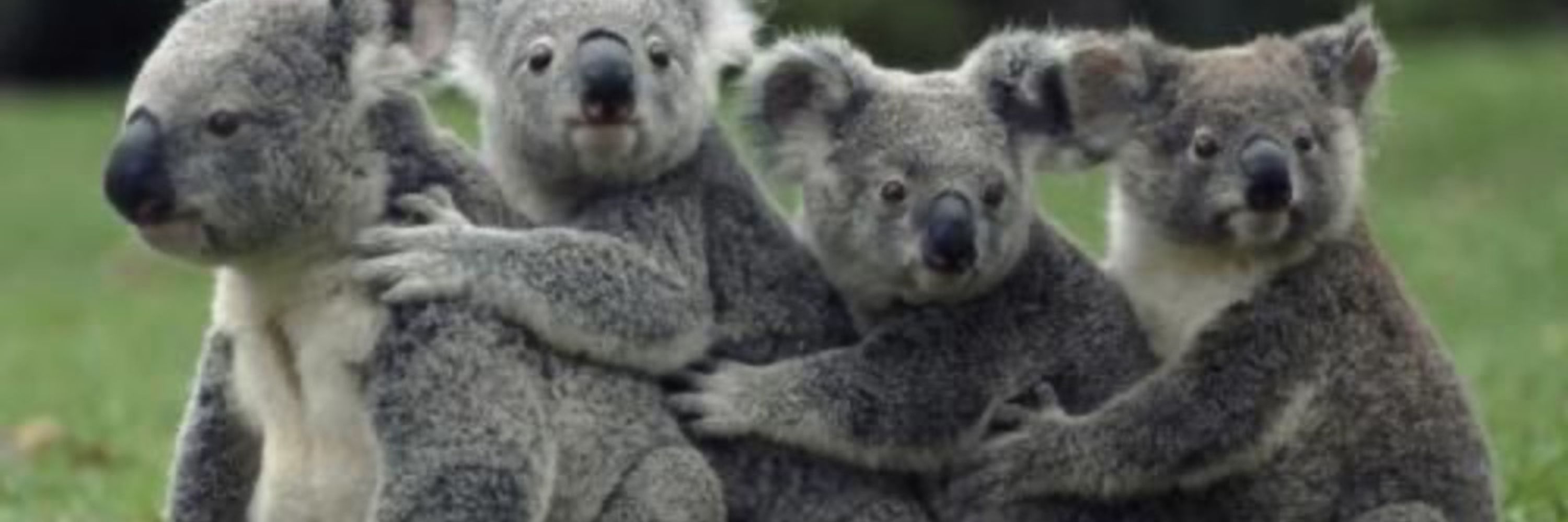 Koala  🇬🇧 🇺🇦