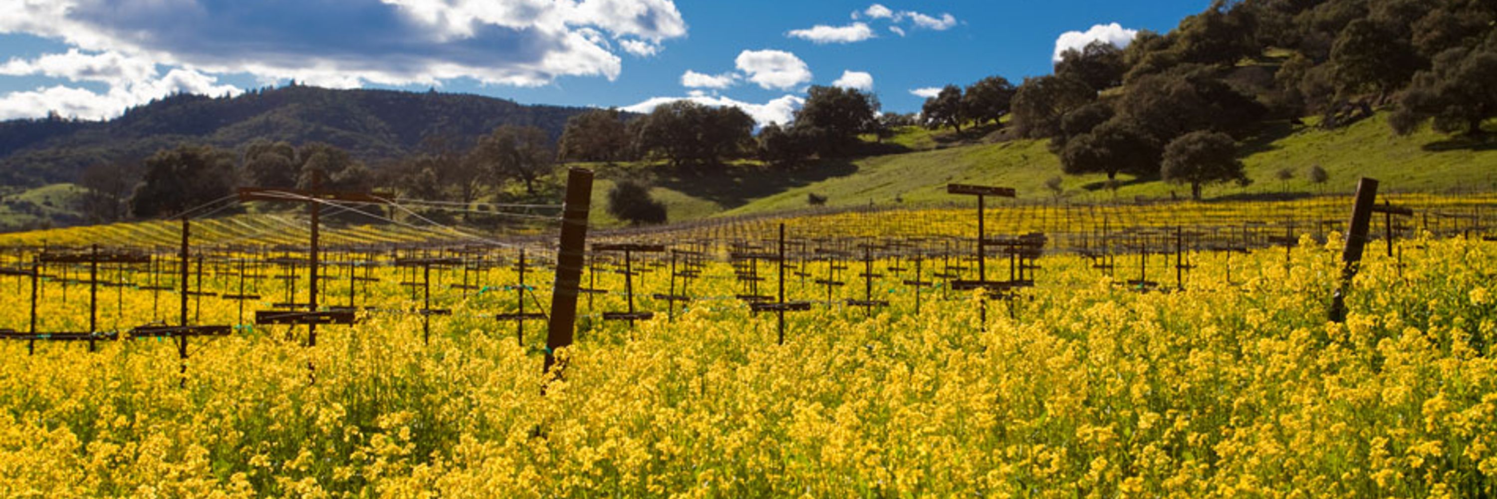 Revenant Winery