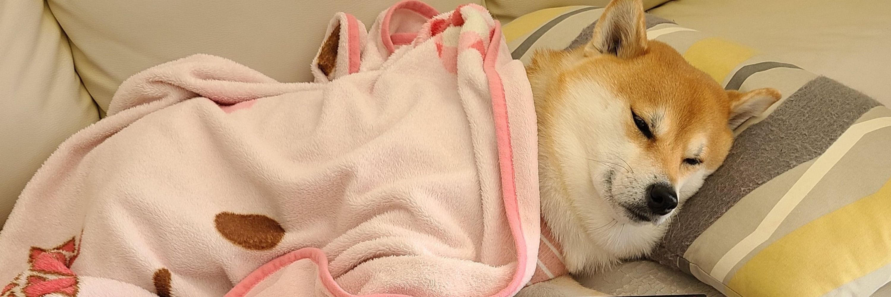 inu