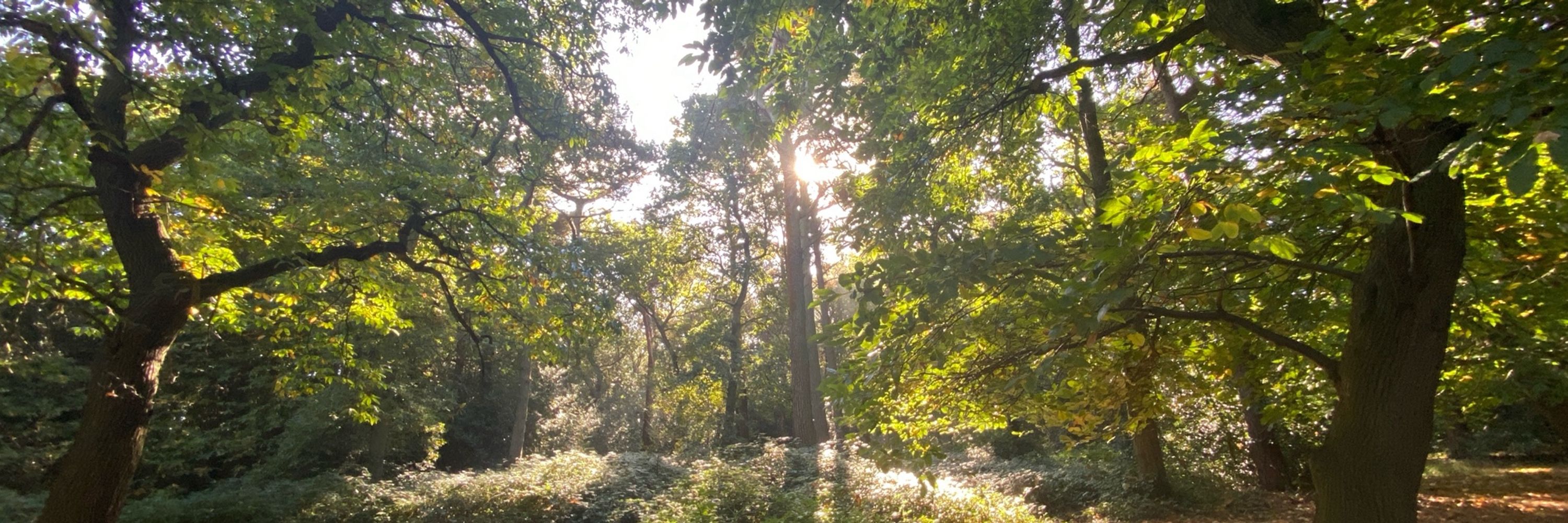 GwynnoraXuri