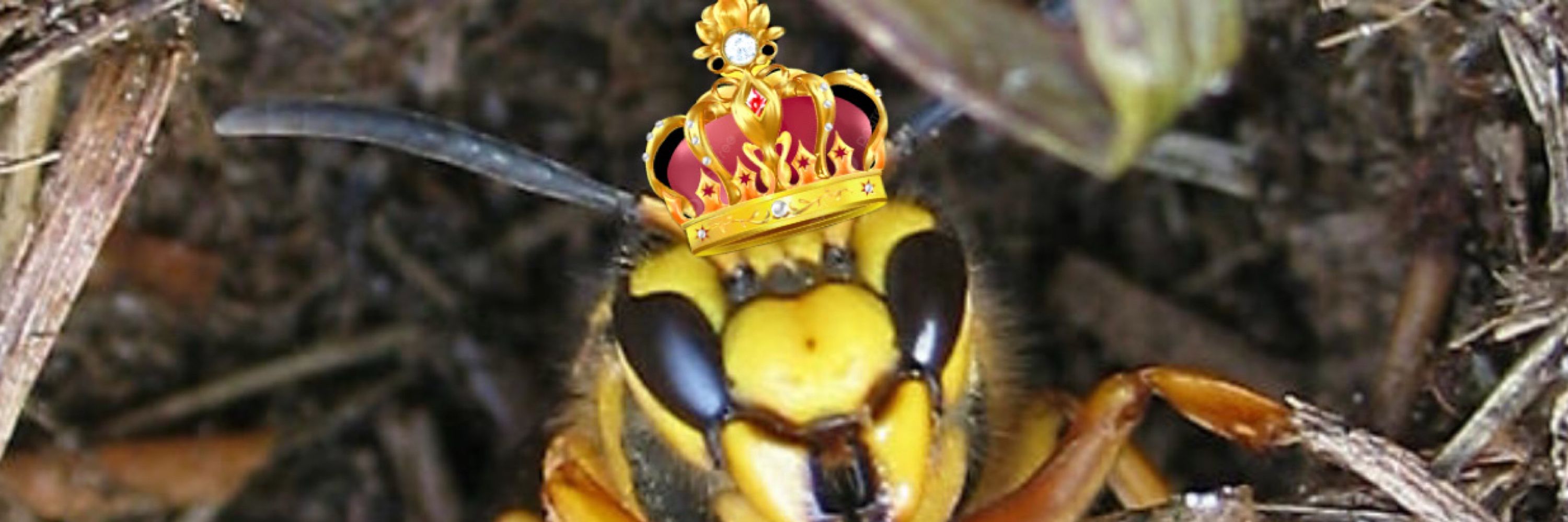The Queen Yellow Jacket Wasp