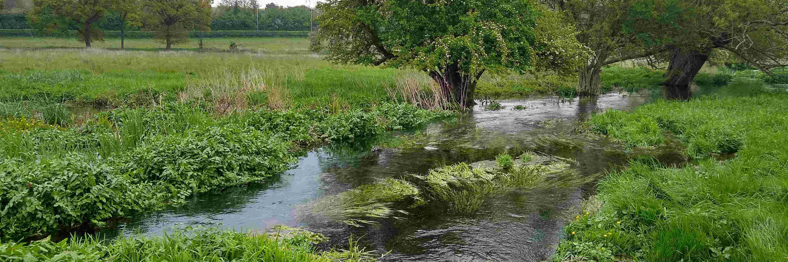 Chilterns Chalk Streams Project